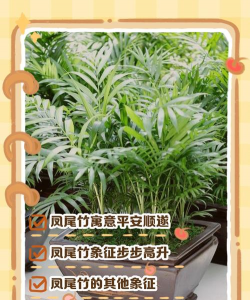家里阳光不足怎么养花，选对植物种类，掌握养护技巧