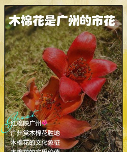 家里阳光不足怎么养花，选对植物种类，掌握养护技巧