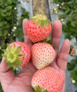 家里阳光不足怎么养花，选对植物种类，掌握养护技巧