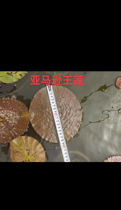 家里阳光不足怎么养花，选对植物种类，掌握养护技巧