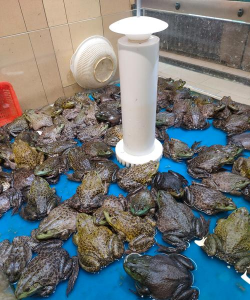 小众送妈妈的花有哪些花