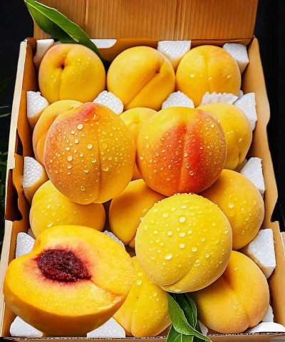 家里阳光不足怎么养花，选对植物种类，掌握养护技巧