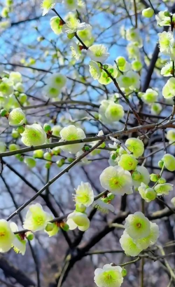 家里阳光不足怎么养花，选对植物种类，掌握养护技巧