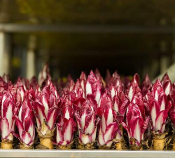 家里阳光不足怎么养花，选对植物种类，掌握养护技巧