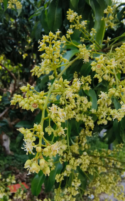 家里阳光不足怎么养花，选对植物种类，掌握养护技巧