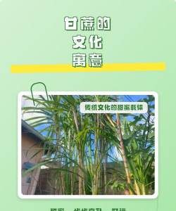 家里阳光不足怎么养花，选对植物种类，掌握养护技巧