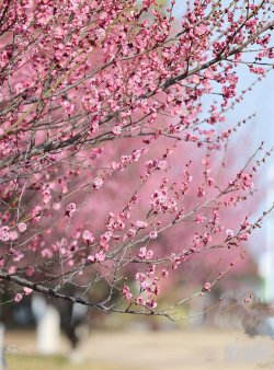 家里阳光不足怎么养花，选对植物种类，掌握养护技巧