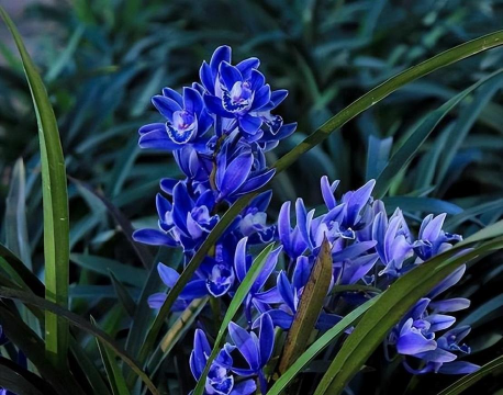 家里阳光不足怎么养花，选对植物种类，掌握养护技巧