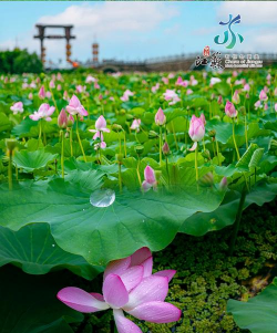 家里阳光不足怎么养花，选对植物种类，掌握养护技巧