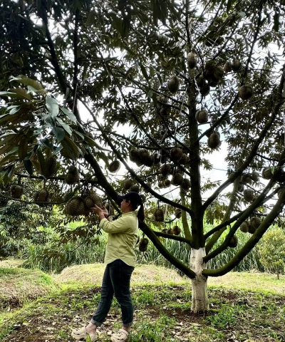 家里阳光不足怎么养花，选对植物种类，掌握养护技巧