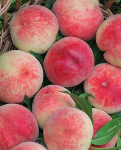 家里阳光不足怎么养花，选对植物种类，掌握养护技巧