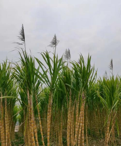 家里阳光不足怎么养花，选对植物种类，掌握养护技巧