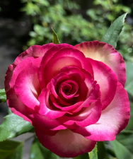 家里阳光不足怎么养花，选对植物种类，掌握养护技巧