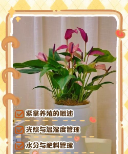 家里阳光不足怎么养花，选对植物种类，掌握养护技巧
