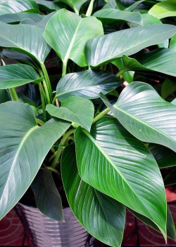 家里阳光不足怎么养花，选对植物种类，掌握养护技巧