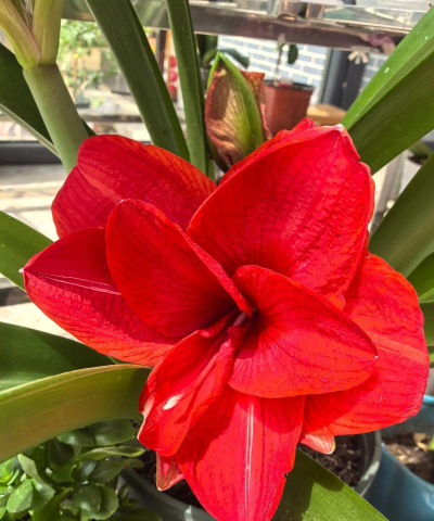 家里阳光不足怎么养花，选对植物种类，掌握养护技巧