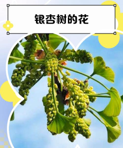 家里阳光不足怎么养花，选对植物种类，掌握养护技巧