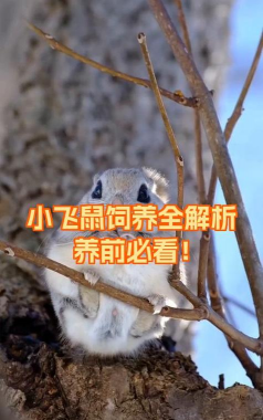 家里阳光不足怎么养花，选对植物种类，掌握养护技巧