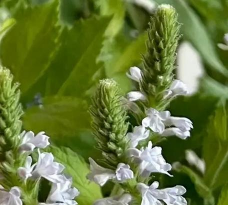 家里阳光不足怎么养花，选对植物种类，掌握养护技巧