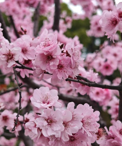 家里阳光不足怎么养花，选对植物种类，掌握养护技巧