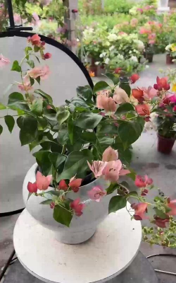 家里阳光不足怎么养花，选对植物种类，掌握养护技巧