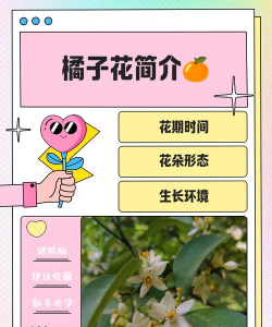 家里阳光不足怎么养花，选对植物种类，掌握养护技巧