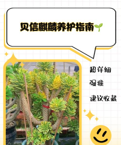 家里阳光不足怎么养花，选对植物种类，掌握养护技巧