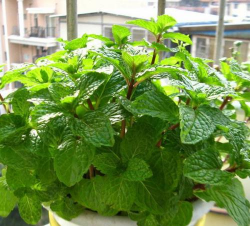 家里阳光不足怎么养花，选对植物种类，掌握养护技巧