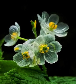 家里阳光不足怎么养花，选对植物种类，掌握养护技巧