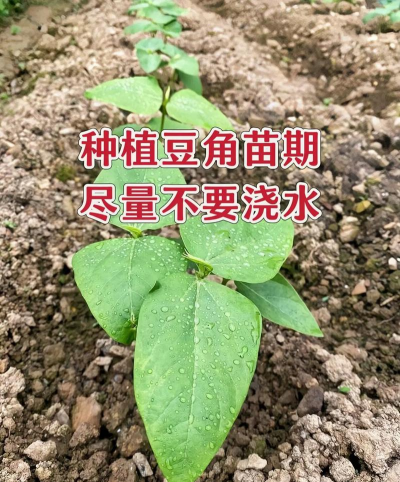 家里阳光不足怎么养花，选对植物种类，掌握养护技巧