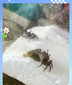 家里阳光不足怎么养花，选对植物种类，掌握养护技巧