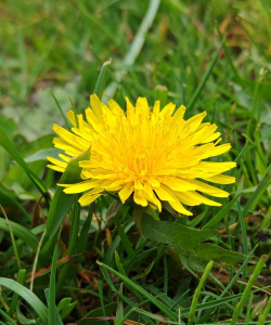 家里阳光不足怎么养花，选对植物种类，掌握养护技巧