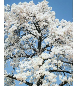 家里阳光不足怎么养花，选对植物种类，掌握养护技巧