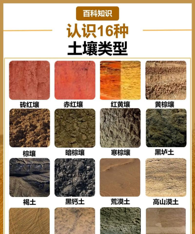 家里阳光不足怎么养花，选对植物种类，掌握养护技巧