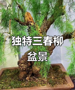 家里阳光不足怎么养花，选对植物种类，掌握养护技巧