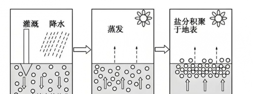 家里阳光不足怎么养花，选对植物种类，掌握养护技巧