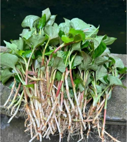 小众送妈妈的花有哪些花