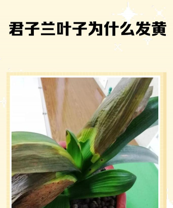 家里阳光不足怎么养花，选对植物种类，掌握养护技巧