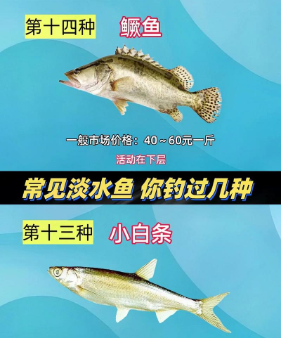 家里阳光不足怎么养花，选对植物种类，掌握养护技巧