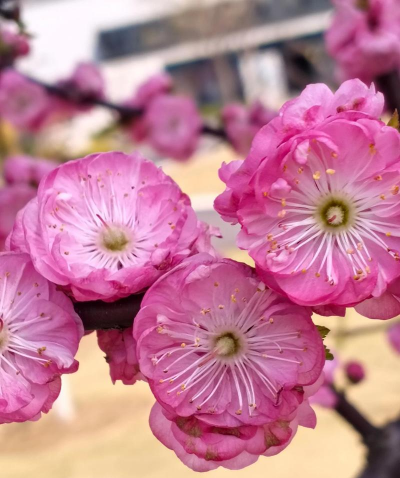 小众送妈妈的花有哪些花