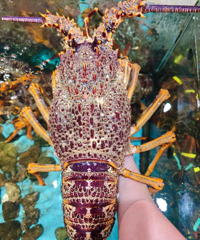 家里阳光不足怎么养花，选对植物种类，掌握养护技巧