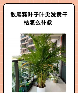 家里阳光不足怎么养花，选对植物种类，掌握养护技巧