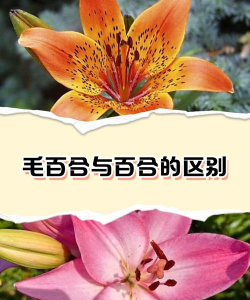 毛百合与百合的区别