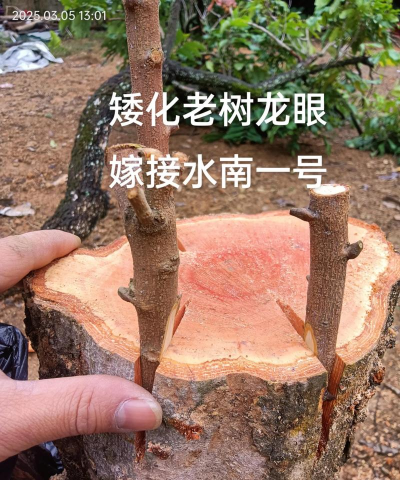 家里阳光不足怎么养花，选对植物种类，掌握养护技巧