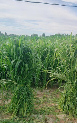 家里阳光不足怎么养花，选对植物种类，掌握养护技巧