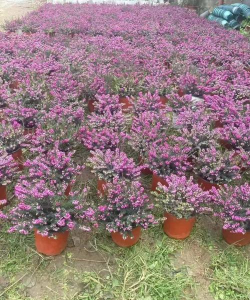 家里阳光不足怎么养花，选对植物种类，掌握养护技巧