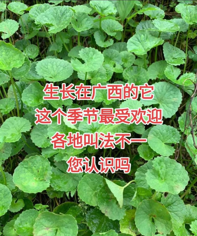 雷公根别名叫什么