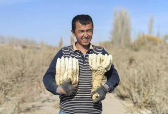 家里阳光不足怎么养花，选对植物种类，掌握养护技巧