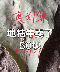 家里阳光不足怎么养花，选对植物种类，掌握养护技巧