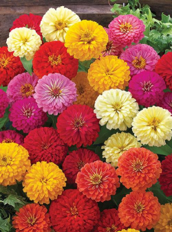 小众送妈妈的花有哪些花